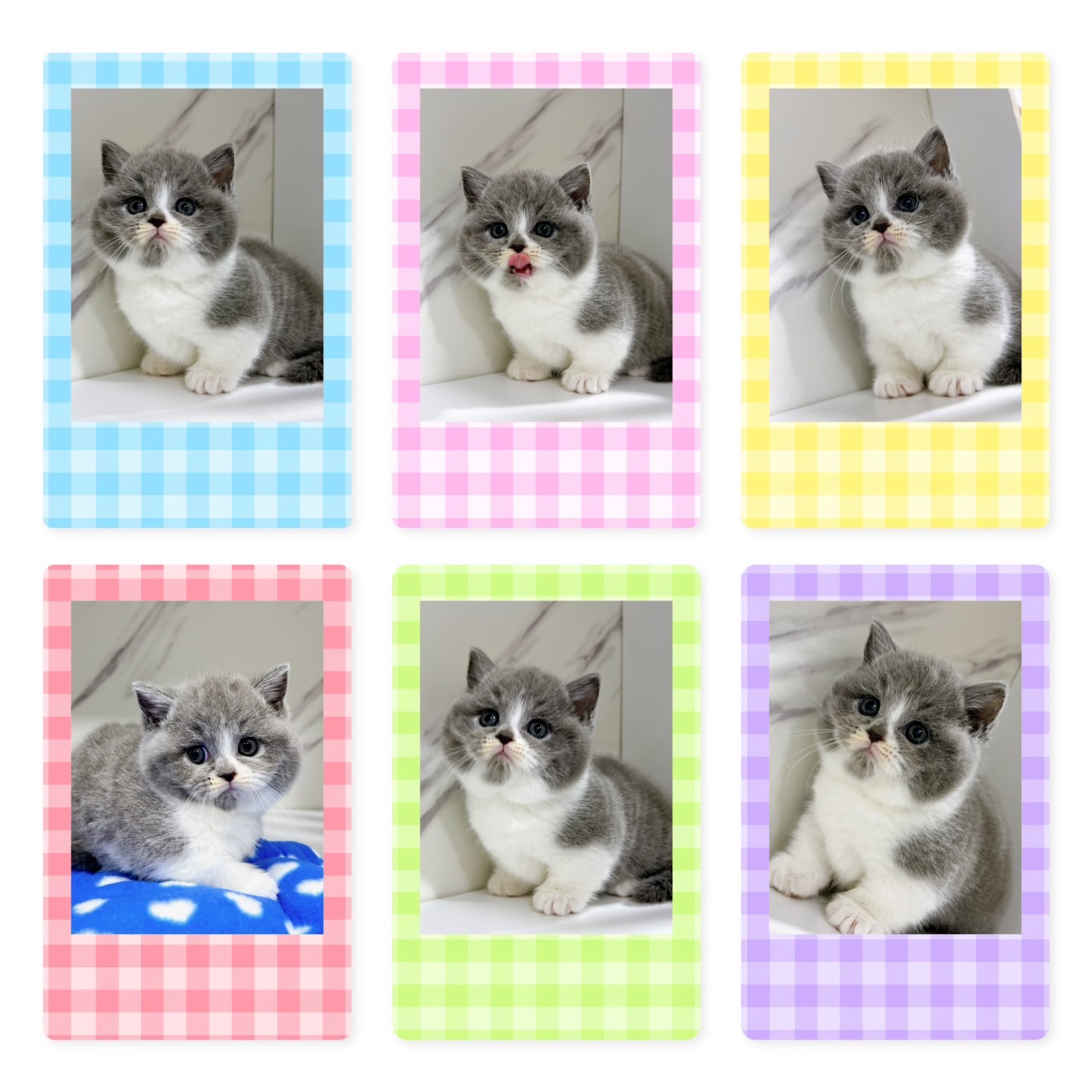 布魯斯貓舍／藍白曼赤肯