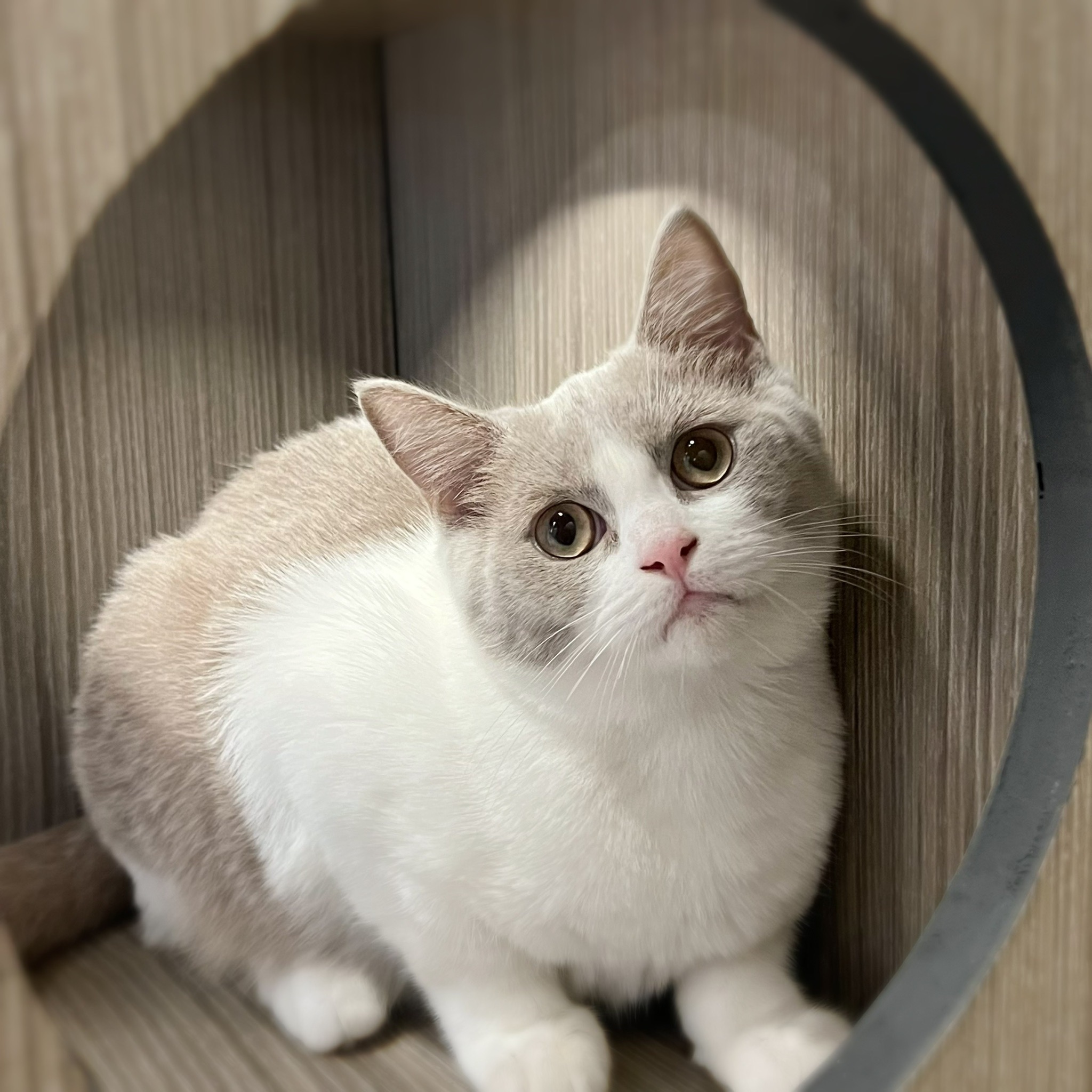 愛神寵物 吉利貓／紫丁香賓士英國短毛貓