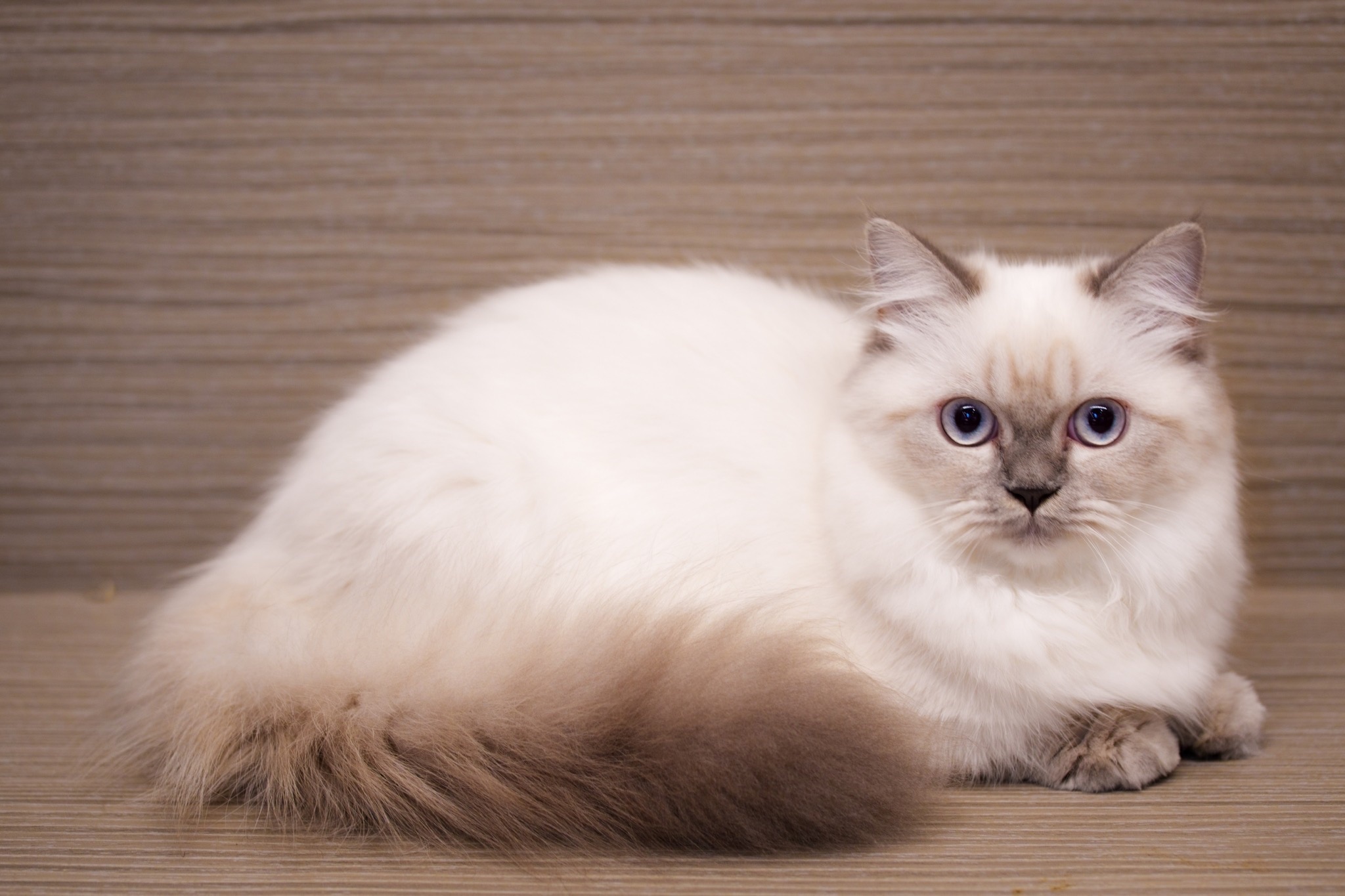 愛神寵物 吉利貓／重點色小步舞曲