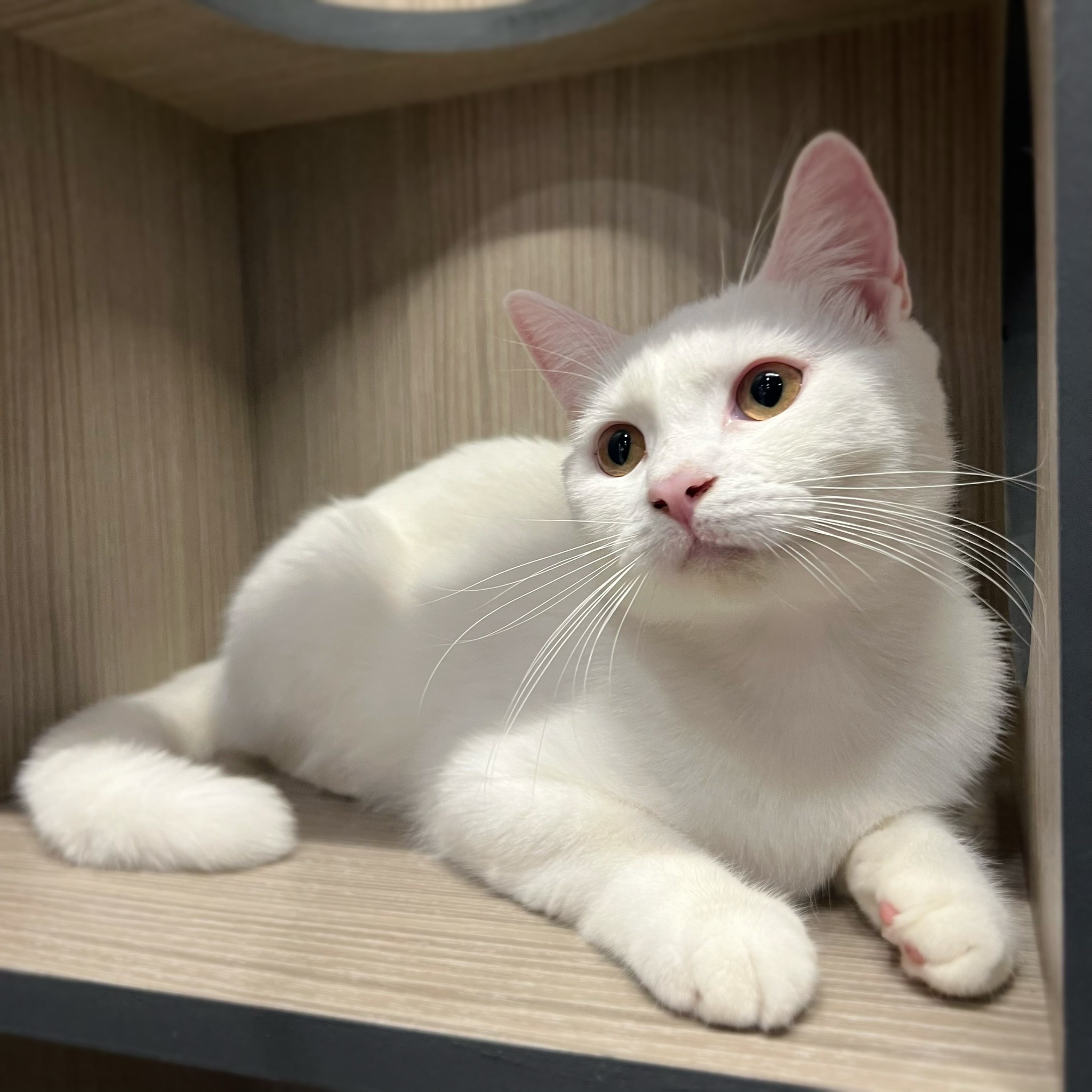 愛神寵物 吉利貓／白色英國短毛貓