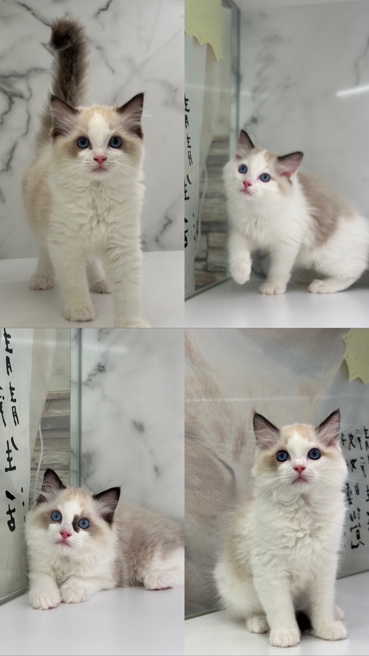 野獸派貓舍／海豹雙色布偶貓