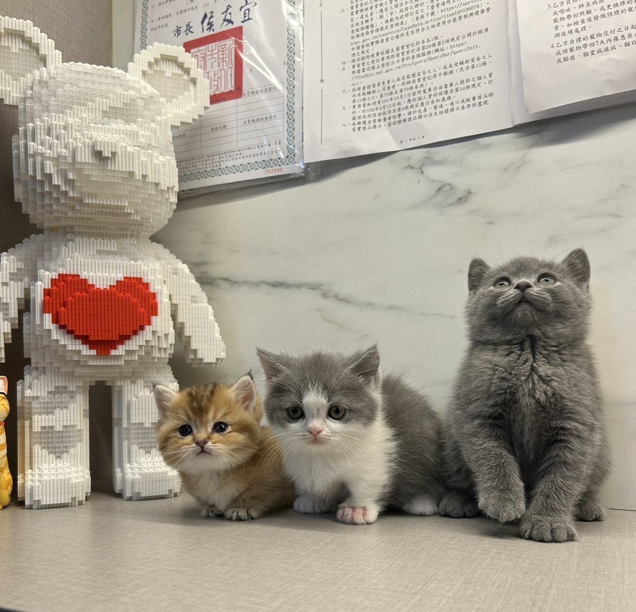 野獸派貓舍／曼赤肯