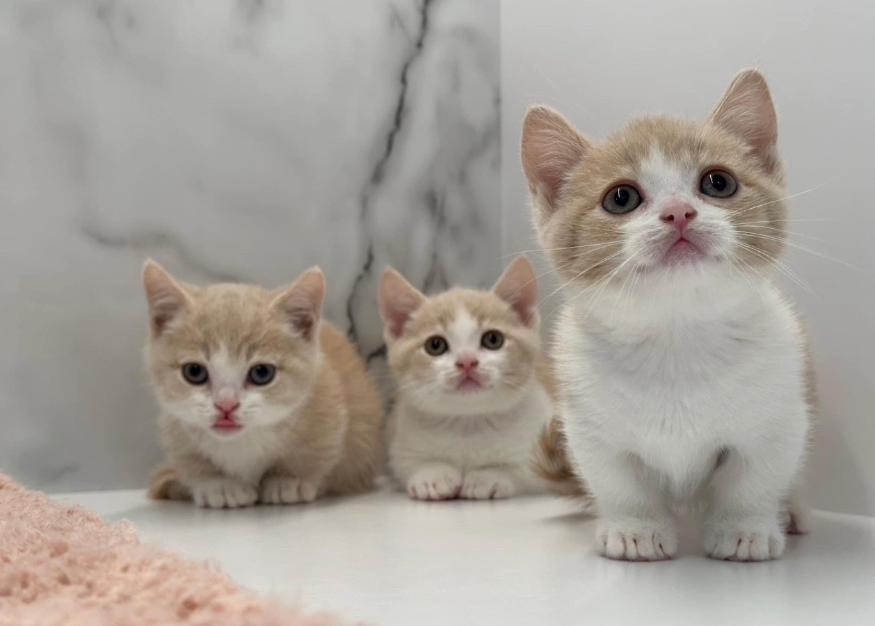 野獸派貓舍／曼赤肯