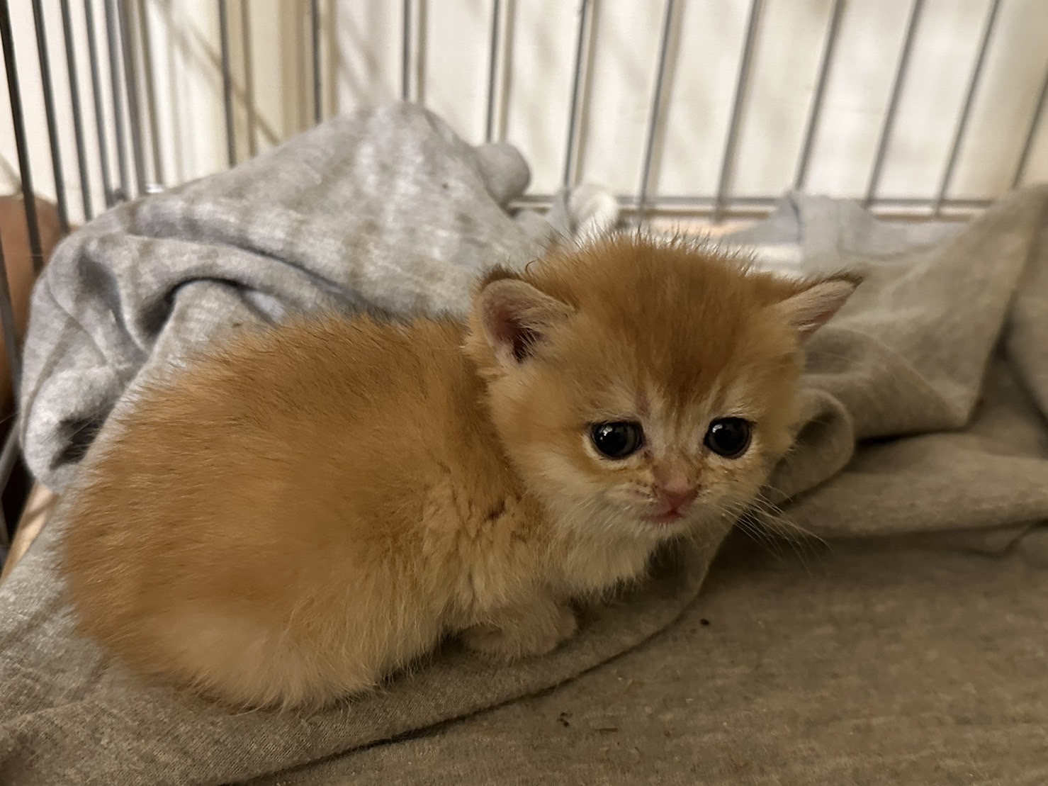 天使貓園／金漸層&藍金漸層英國短毛貓