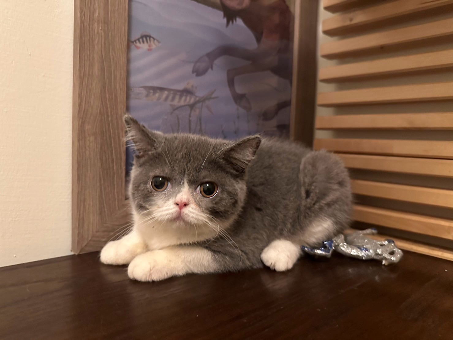 天使貓園／英國短毛貓