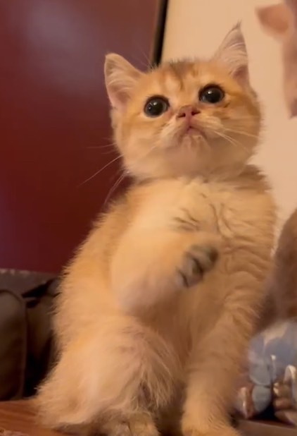 天使貓園／金漸層英國短毛貓