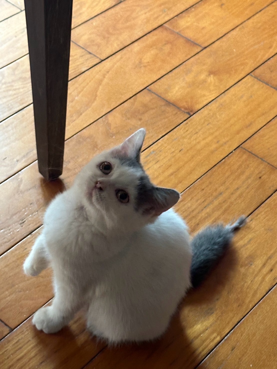 天使貓園／英國短毛貓