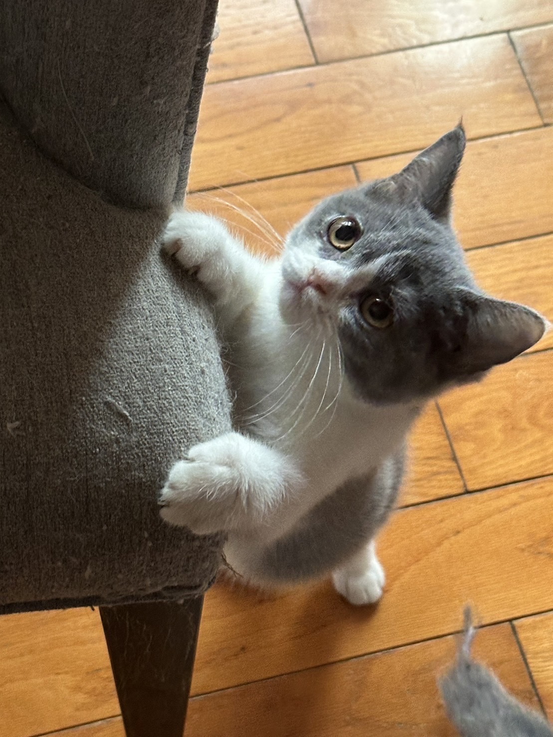 天使貓園／藍白色英國短毛貓