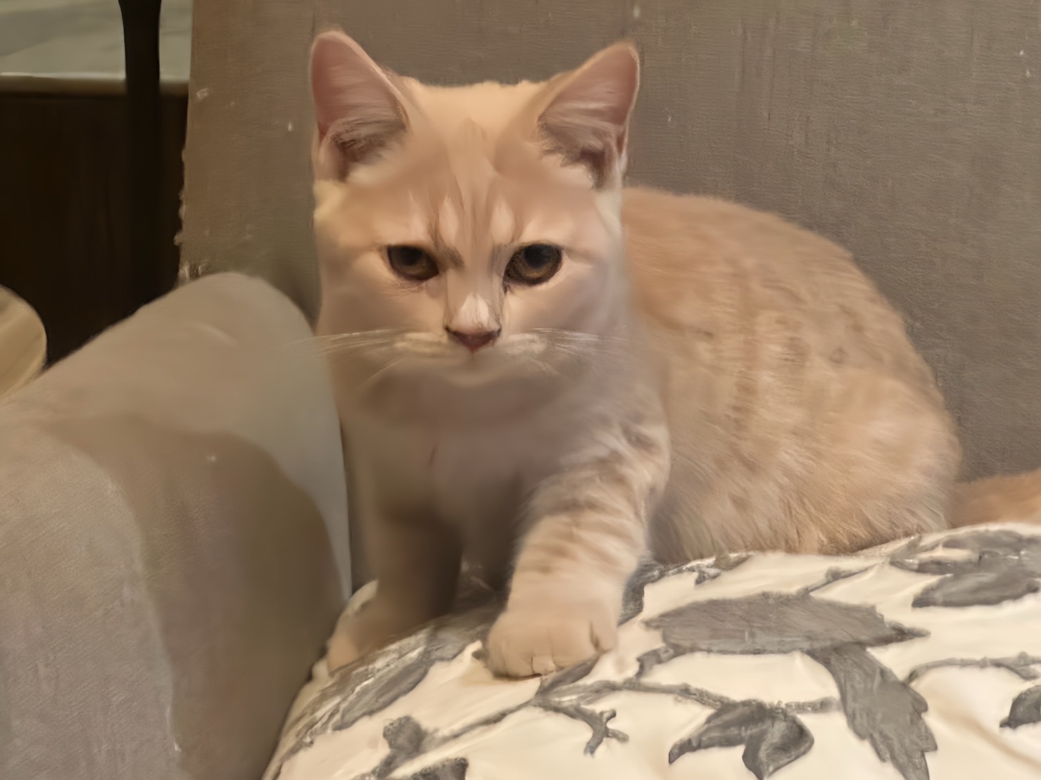 天使貓園／奶油色英國短毛貓