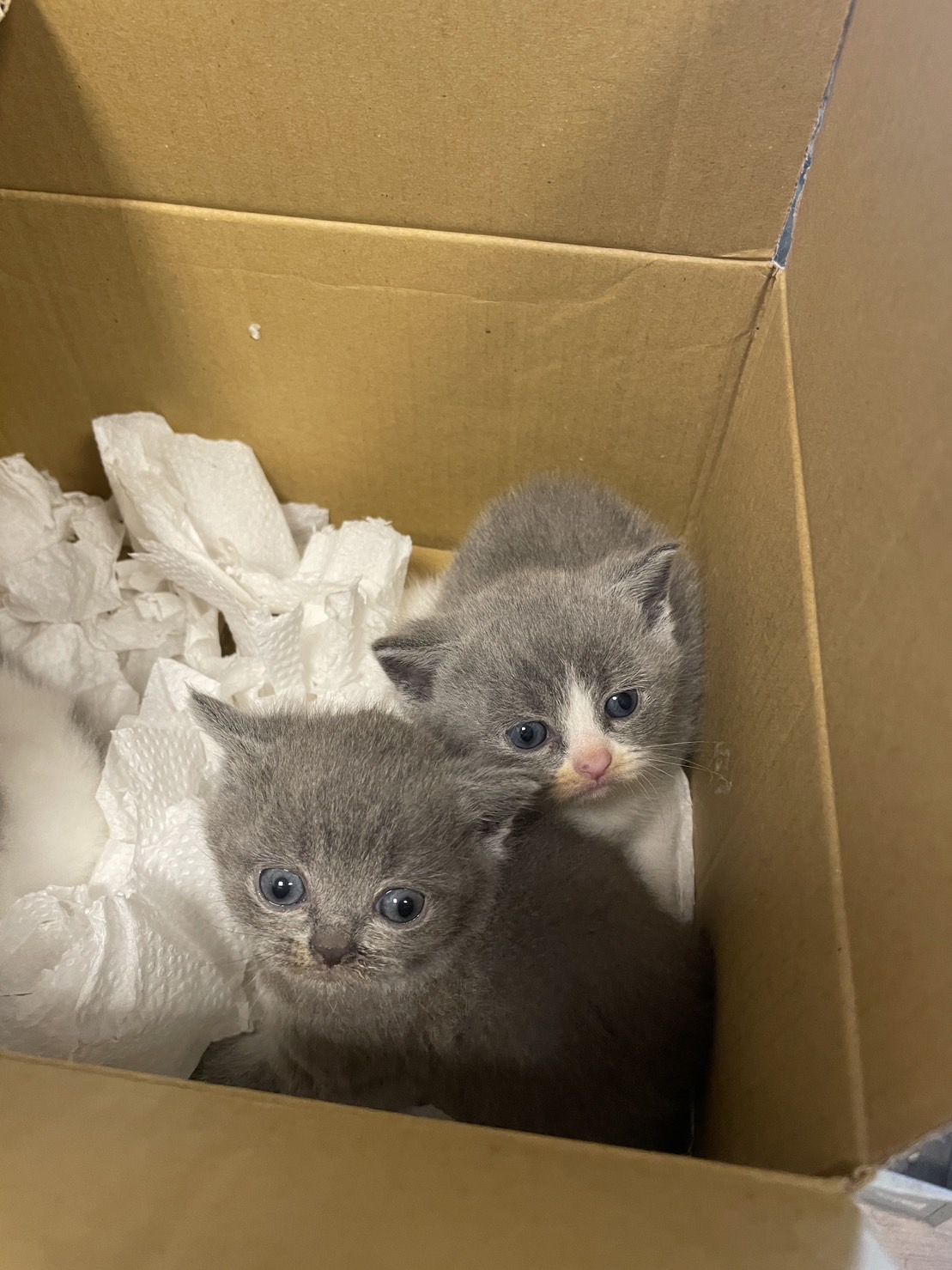 天使貓園／藍白色英國短毛貓