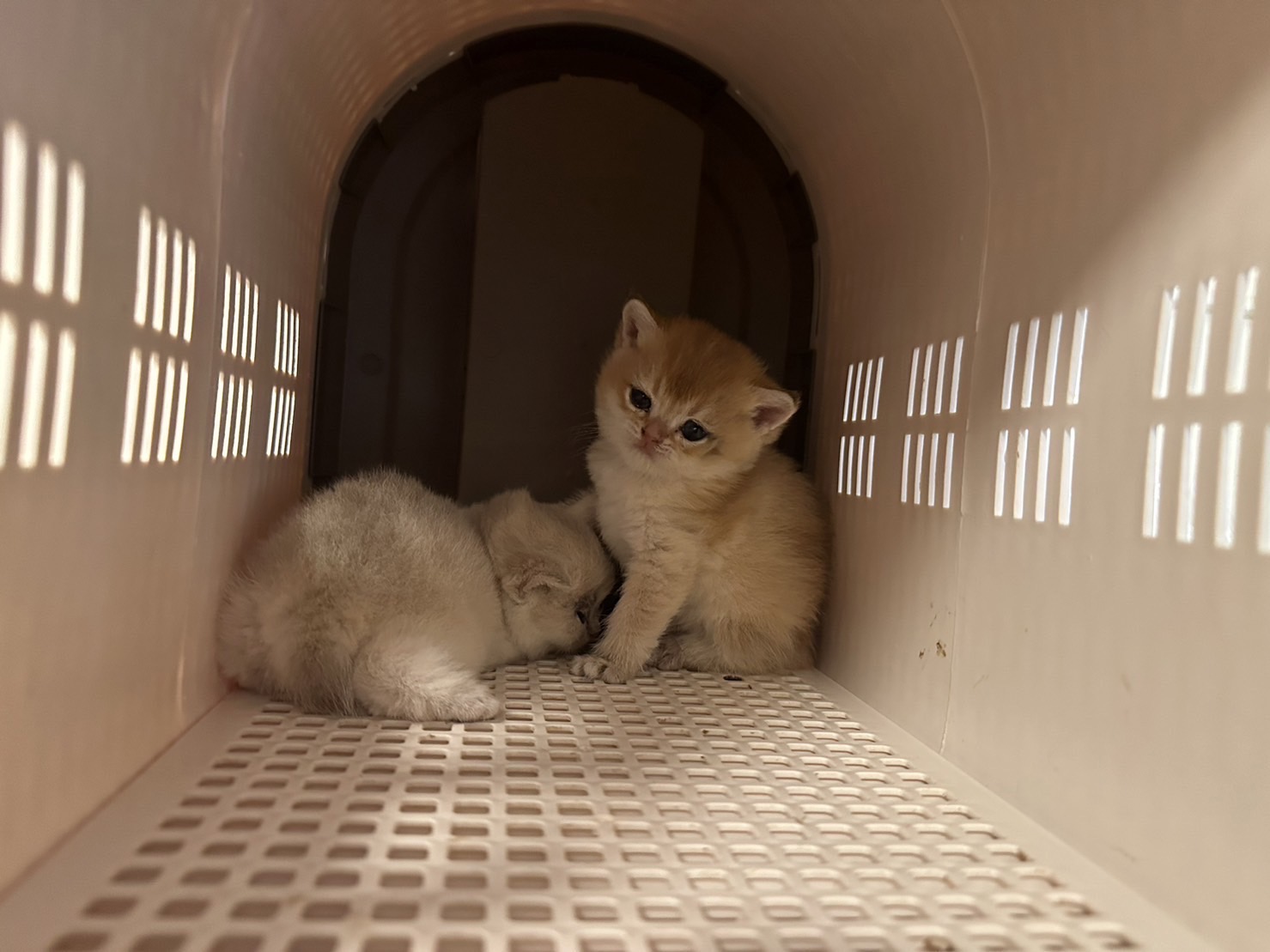 天使貓園／金漸層&藍金漸層英國短毛貓