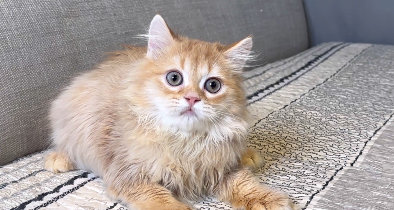 尊爵名皇／橘金漸層英國長毛貓