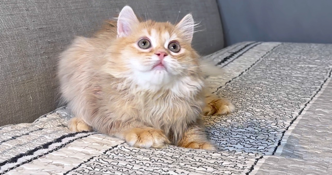 尊爵名皇／橘色英國短毛貓