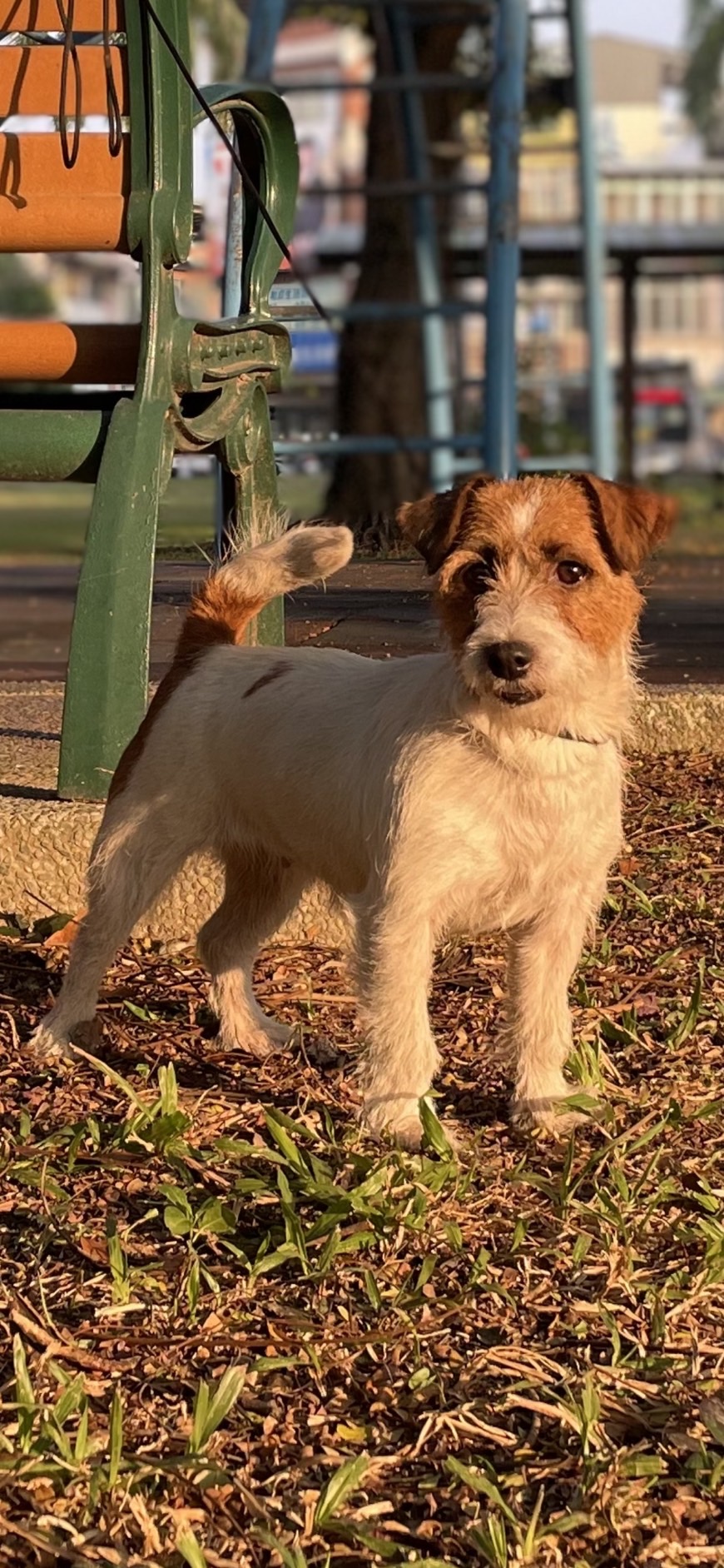 愛玩家犬貓寵物坊／傑克羅素
