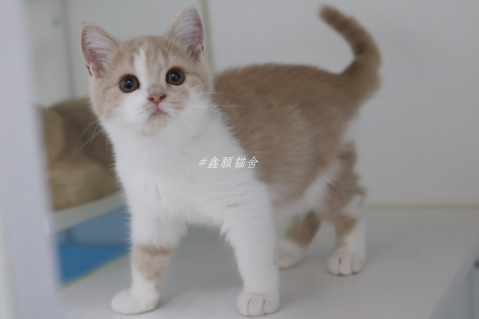 鑫願貓舍／奶油白色英國短毛貓