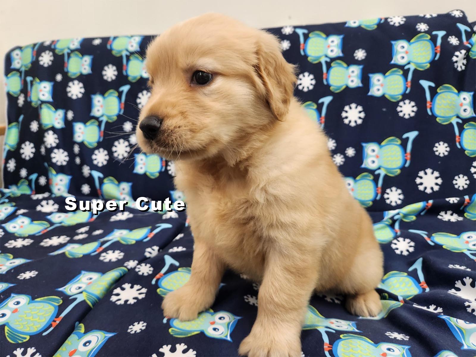 超可愛名犬社／黃金獵犬