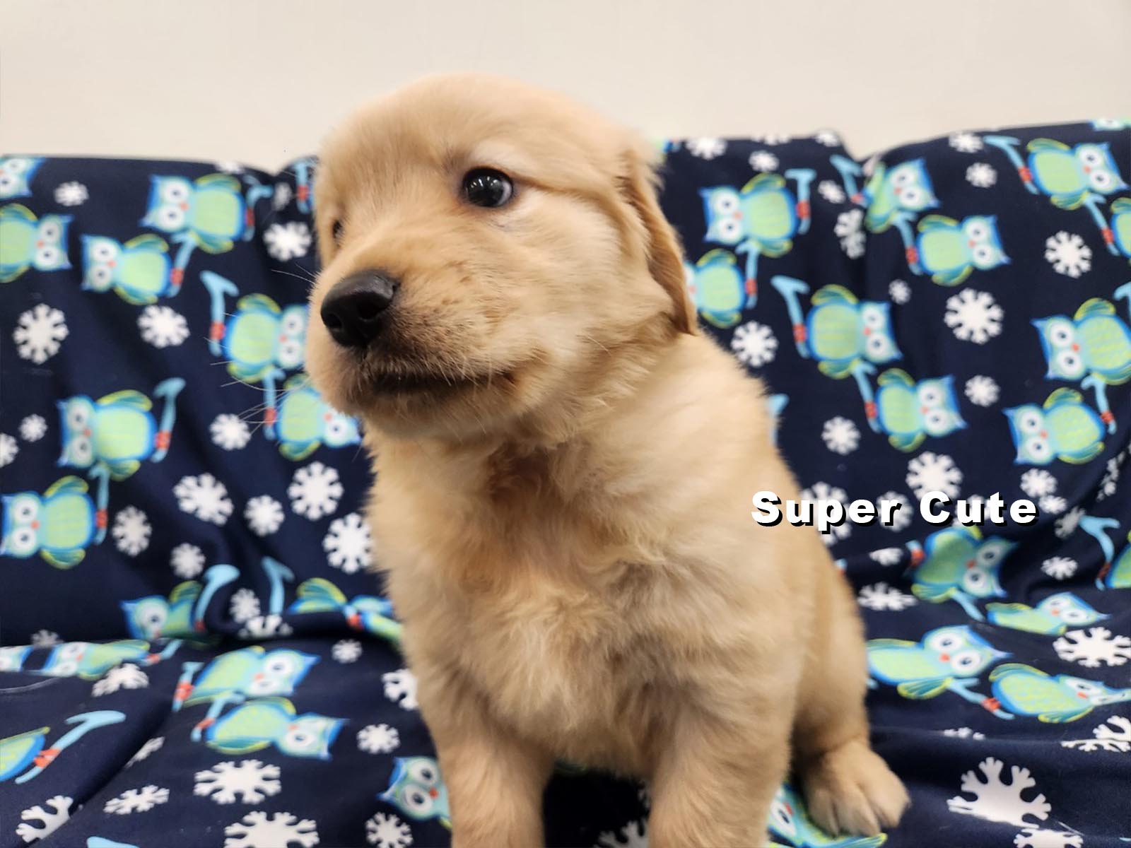 超可愛名犬社／黃金獵犬