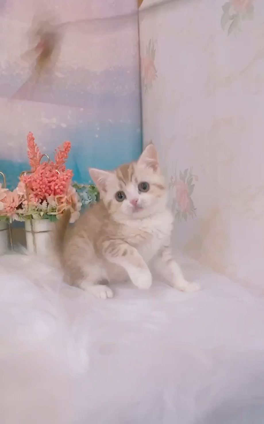 星光貓舍／琥珀色加白英國短毛貓