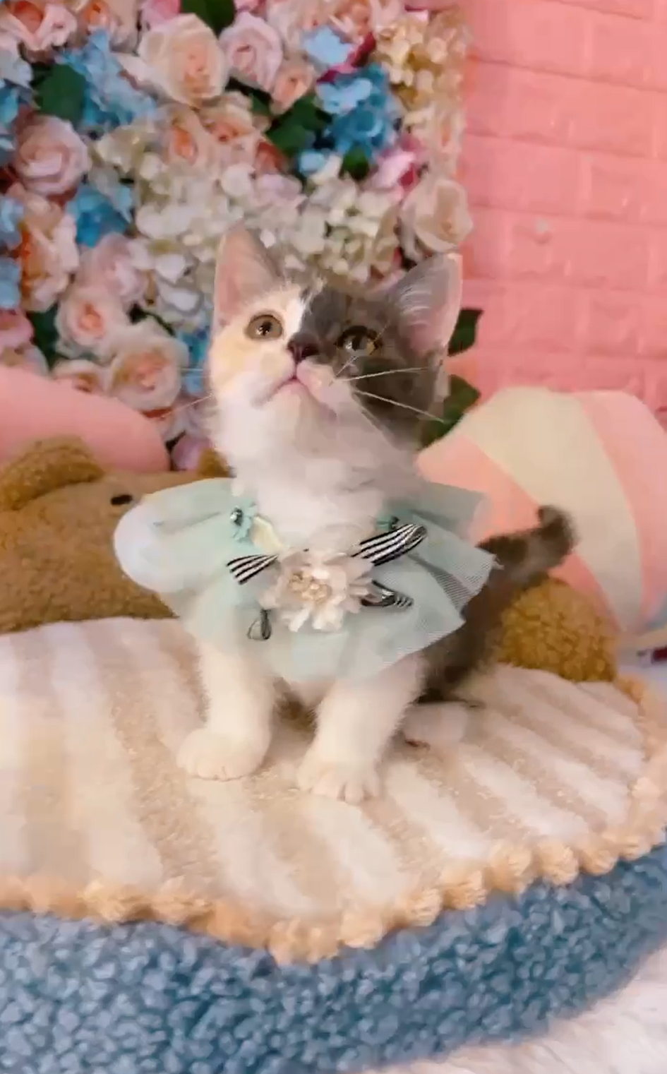 星光貓舍／三花曼赤肯