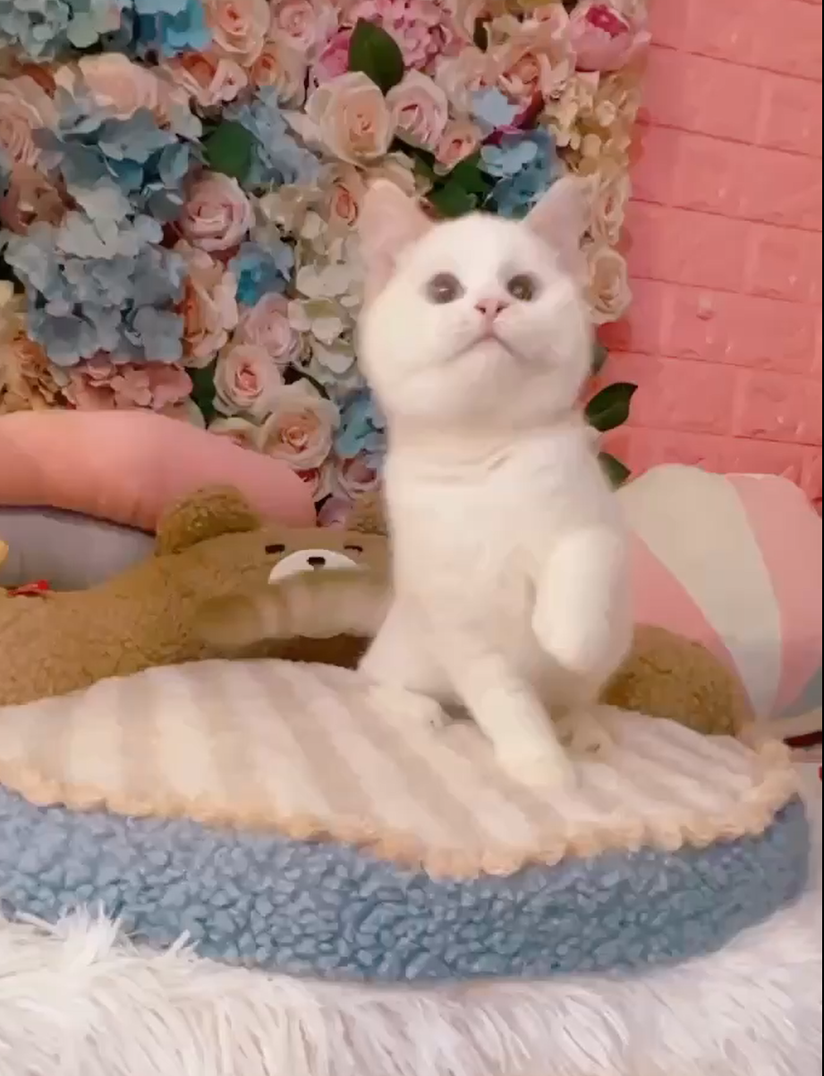 星光貓舍／巧克力金加白英國短毛貓