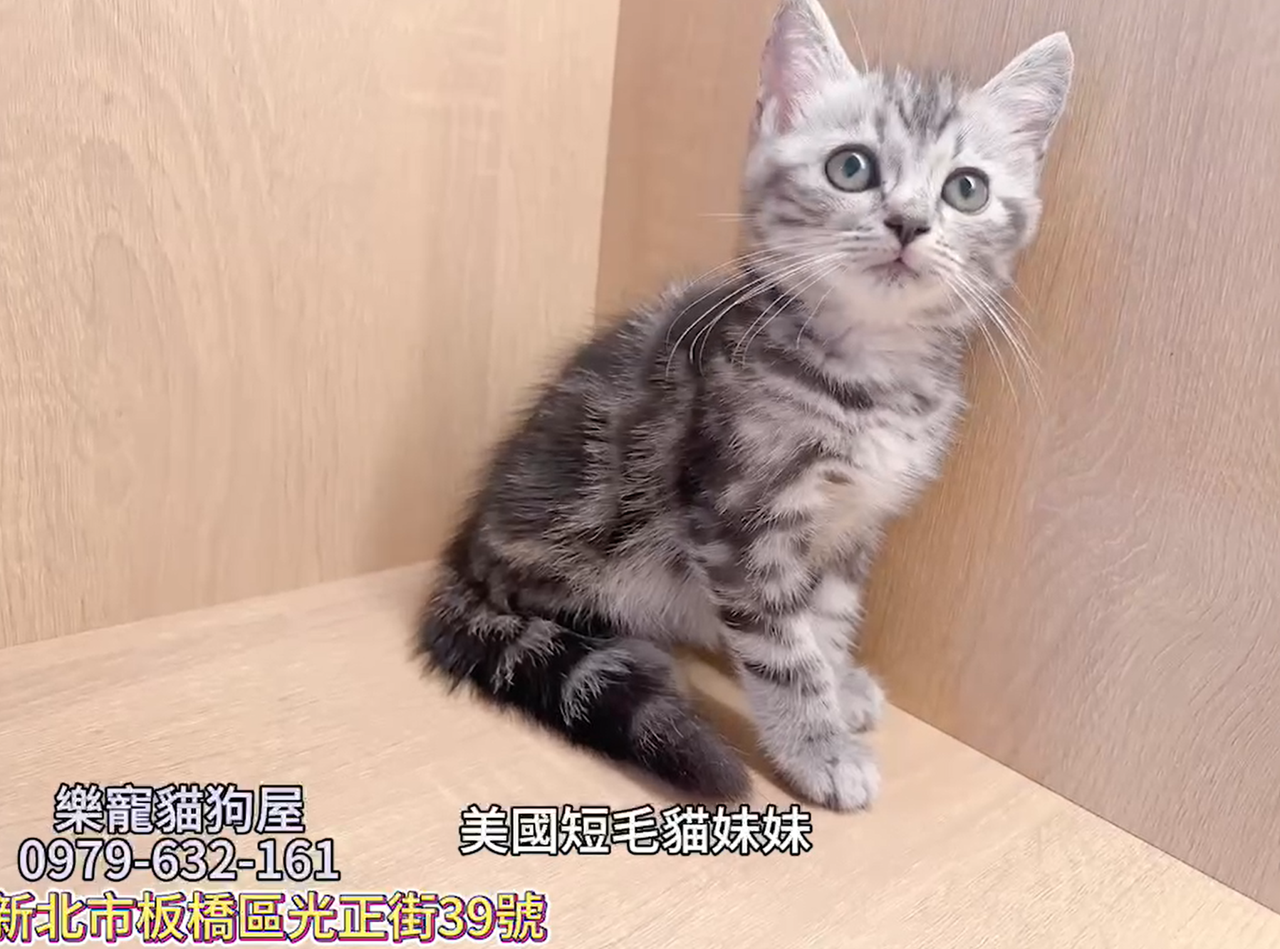 樂寵貓狗屋／美國短毛貓