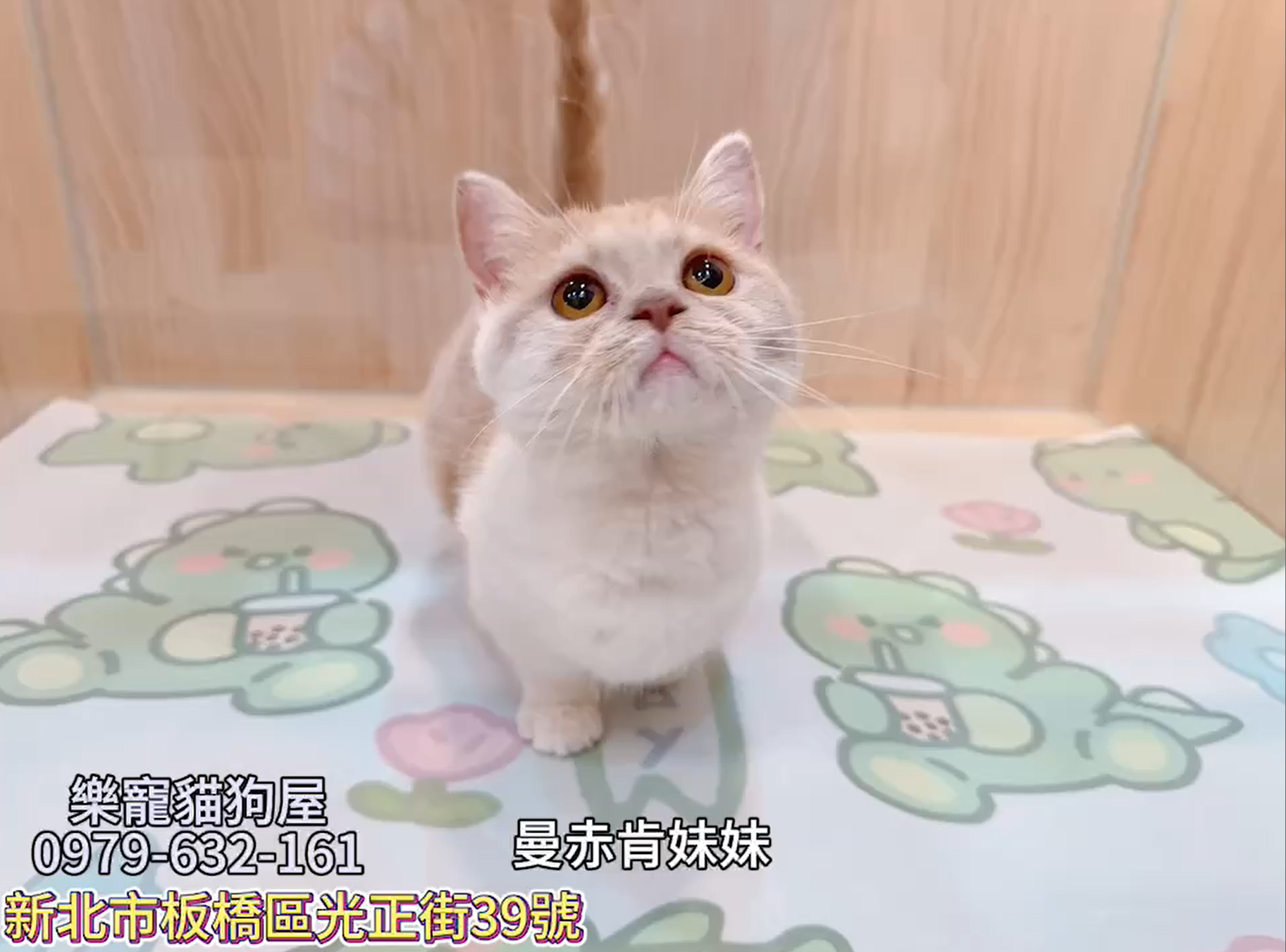 樂寵貓狗屋／曼赤肯