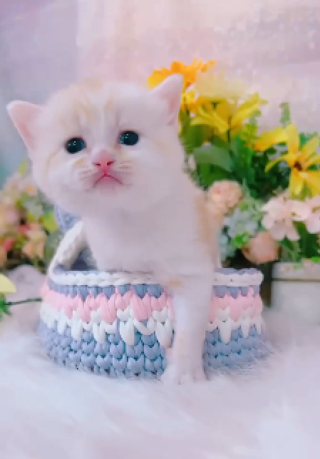 星光貓舍／凱米爾奶油漸層英國短毛貓