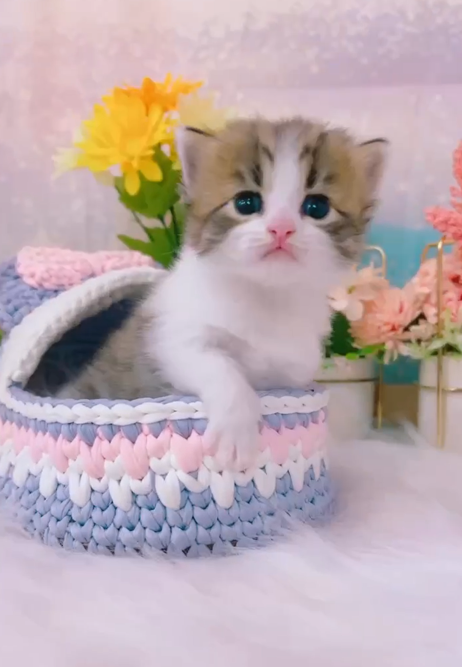 星光貓舍／棕白賓士英國短毛貓