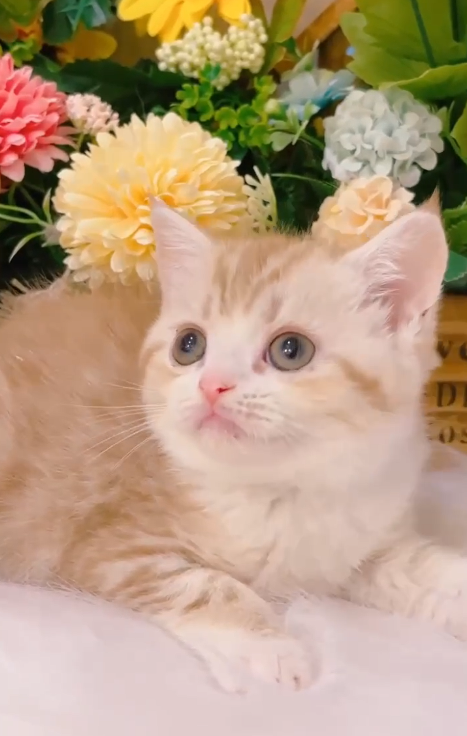 星光貓舍／琥珀色加白英國短毛貓