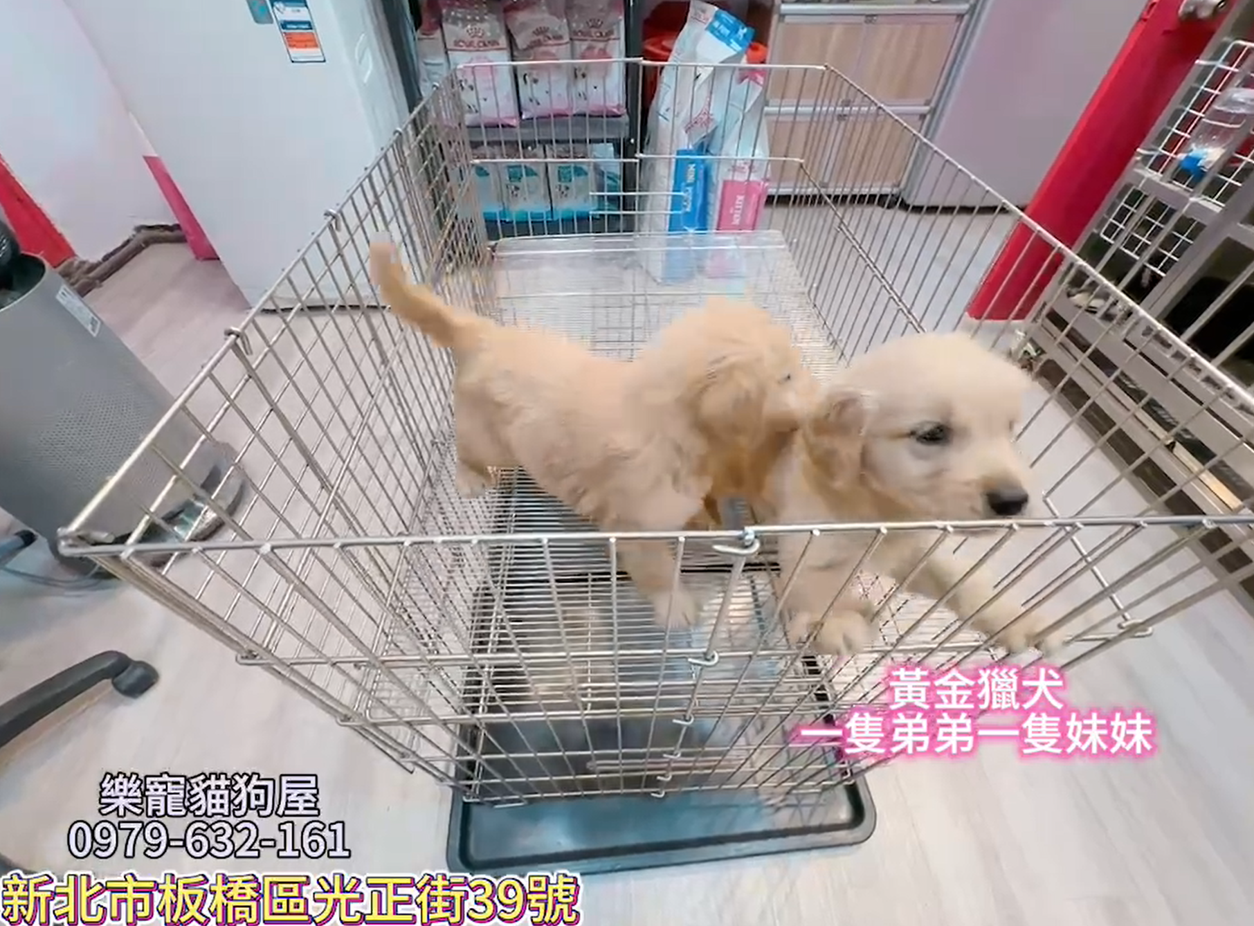 樂寵貓狗屋／黃金獵犬