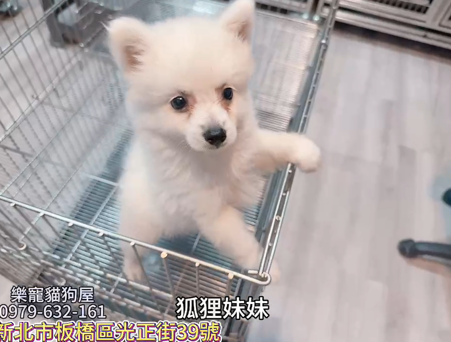 樂寵貓狗屋／狐狸犬