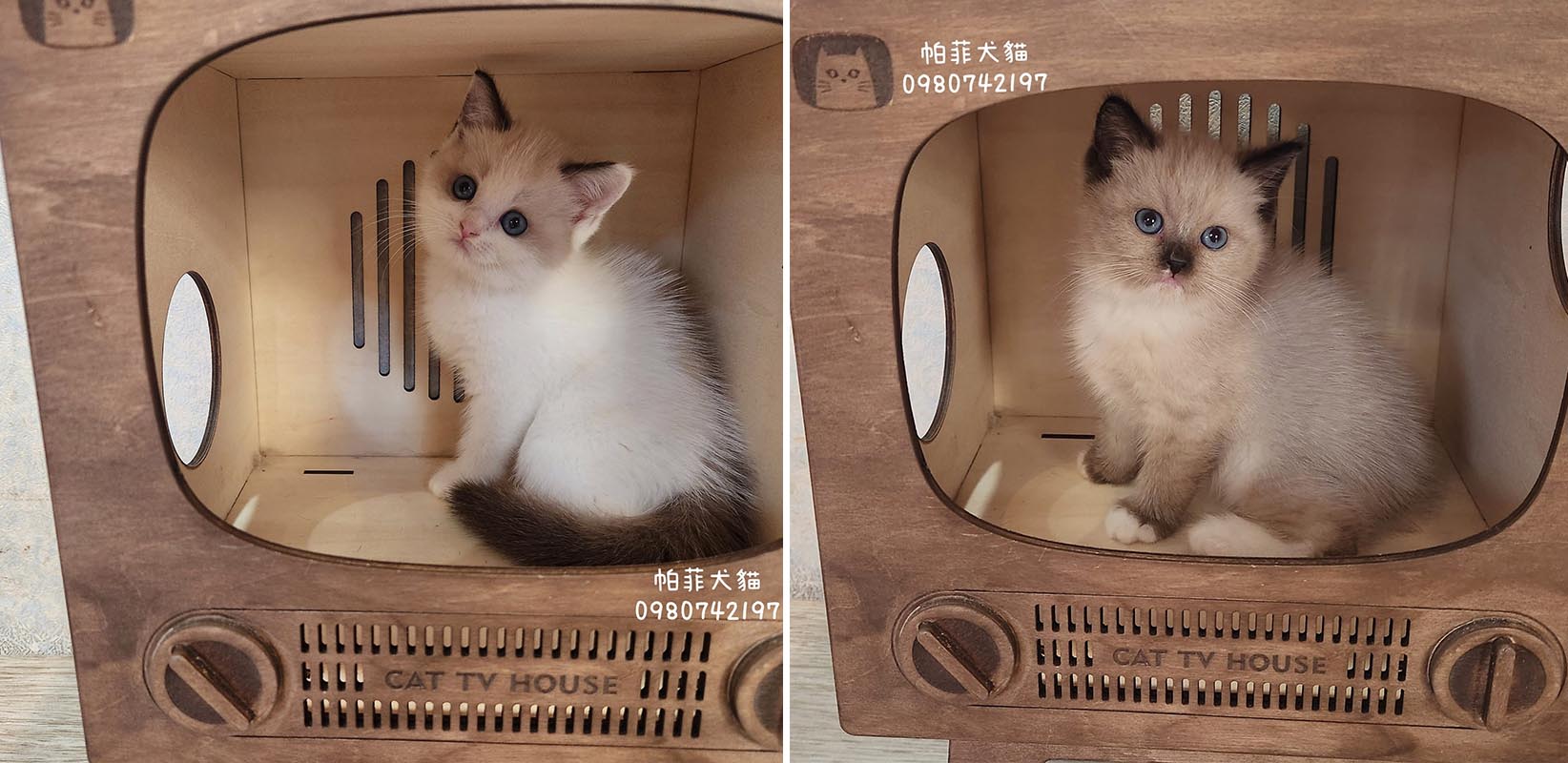 帕菲寵物館／海豹雙重點色英國短毛貓