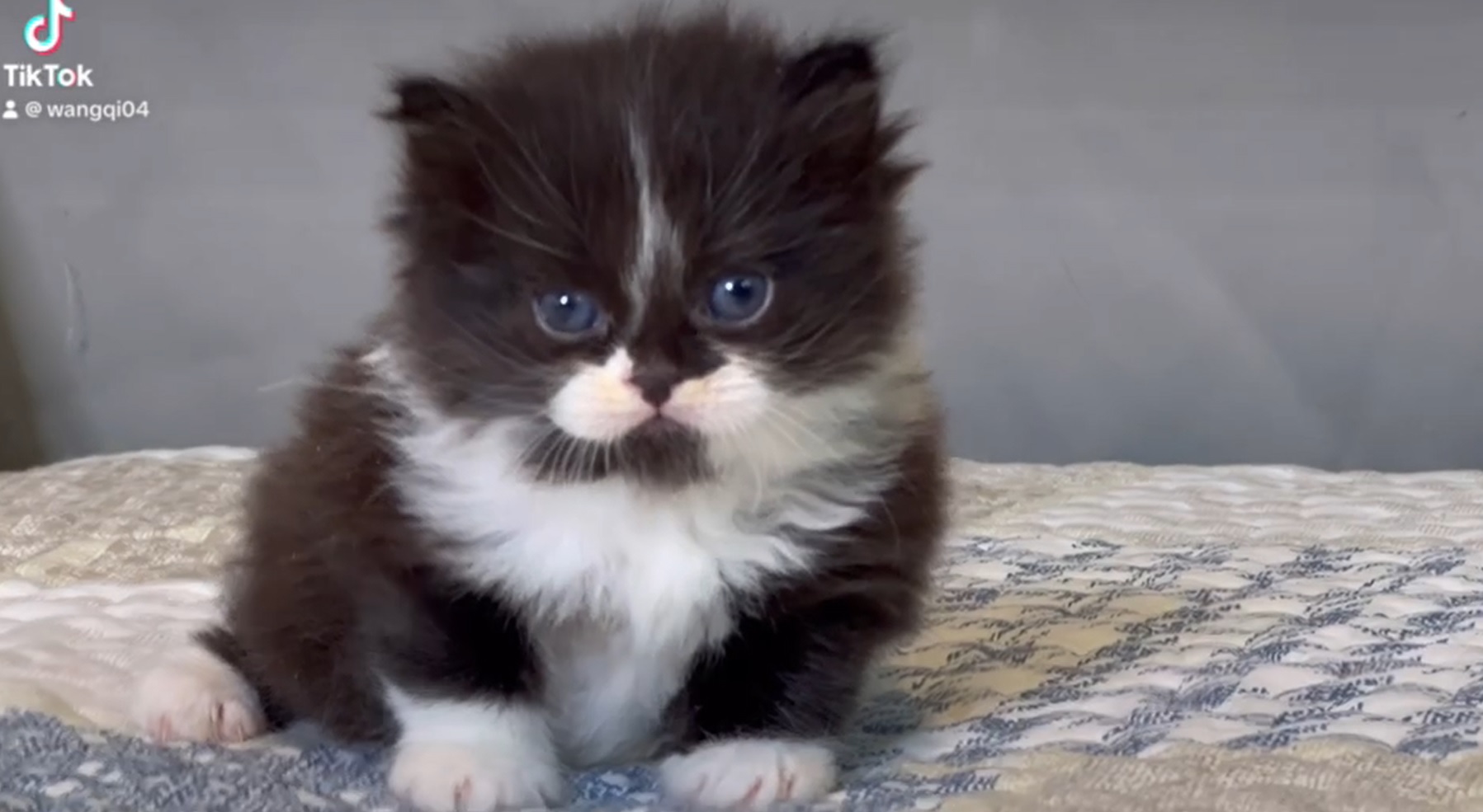 尊爵名皇／黑白波斯貓