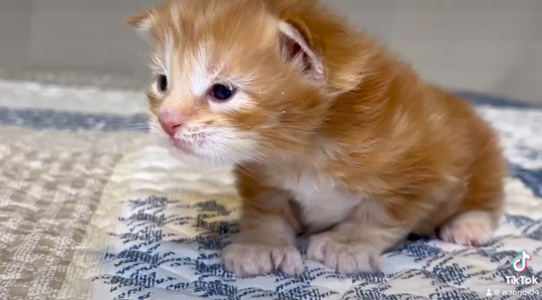 尊爵名皇／橘色緬因貓