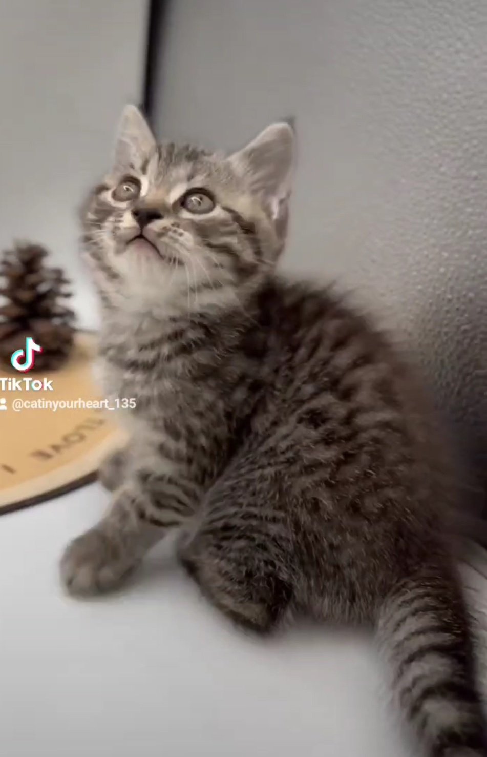 刻在你心底的貓／虎斑美國短毛貓