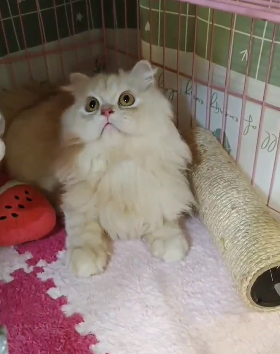 刻在你心底的貓／奶油色英國長毛貓