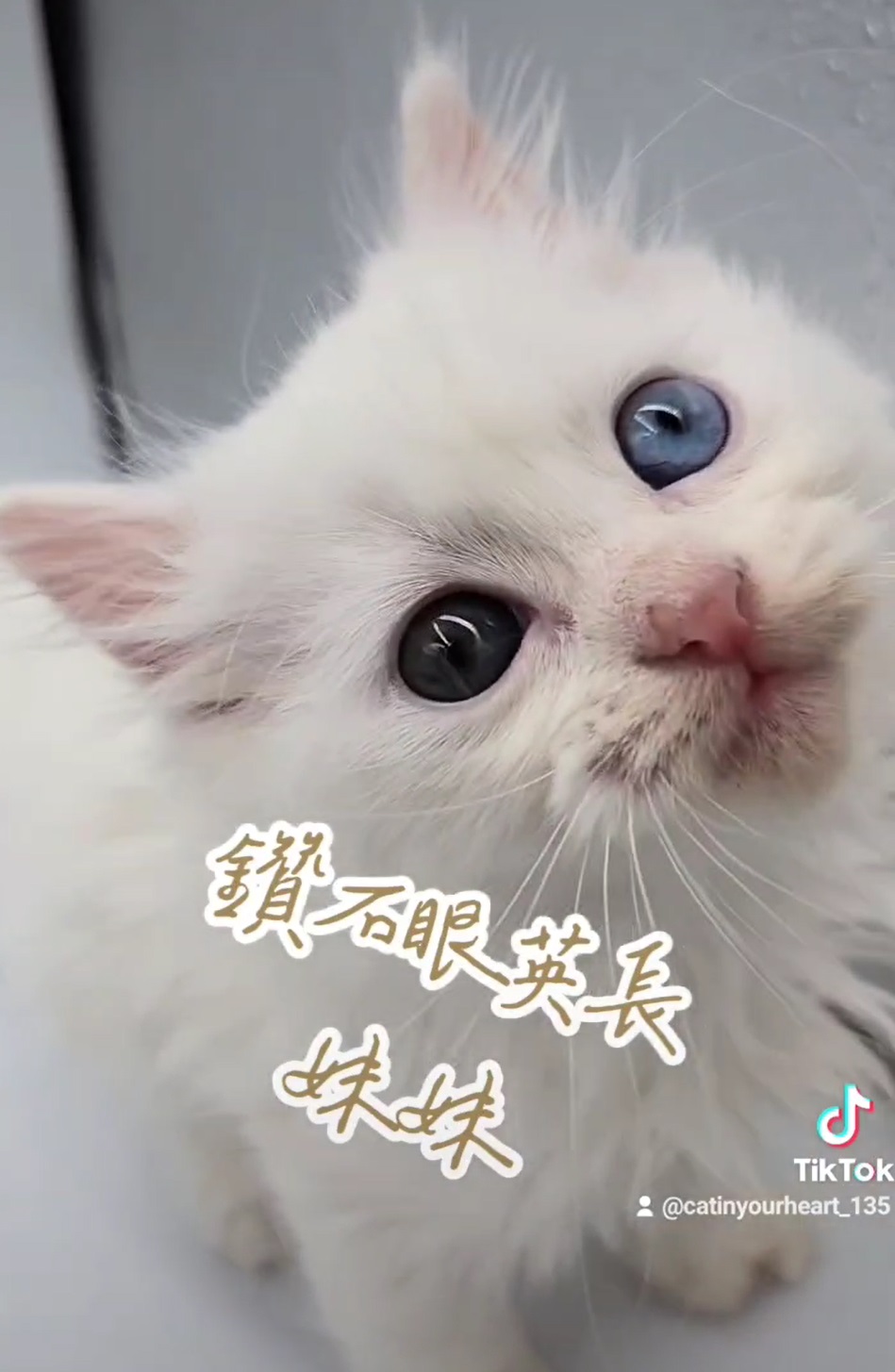 刻在你心底的貓／鑽石眼英國長毛貓