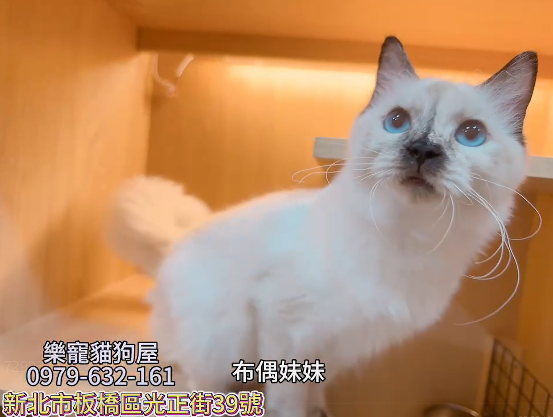 樂寵貓狗屋／布偶貓