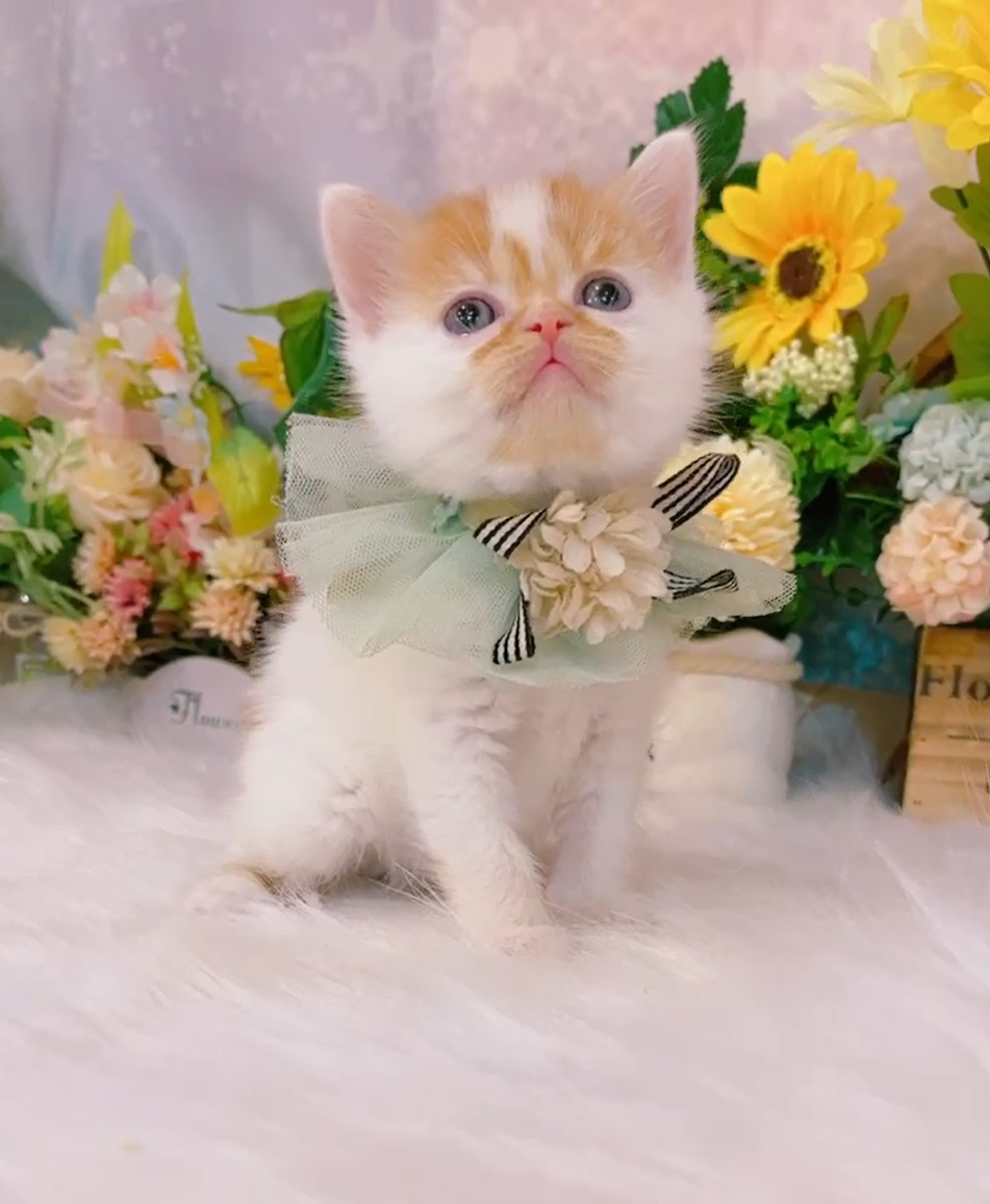 星光貓舍／橘白英國短毛貓