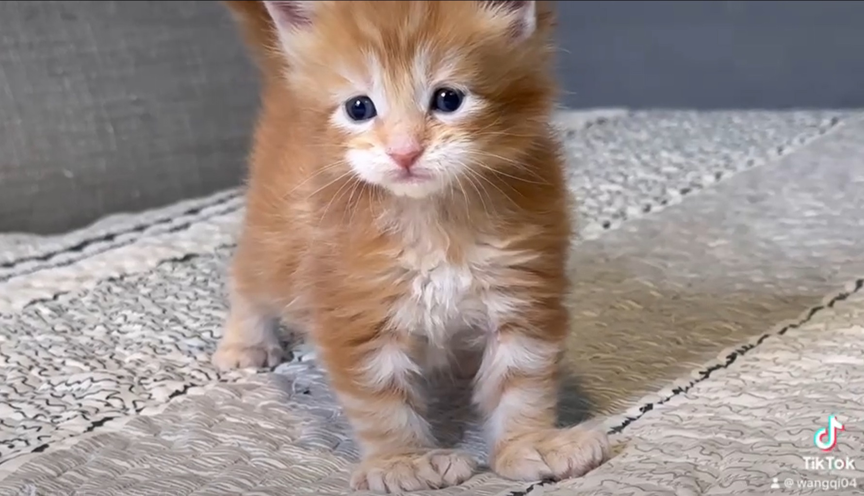 尊爵名皇／橘色緬因貓