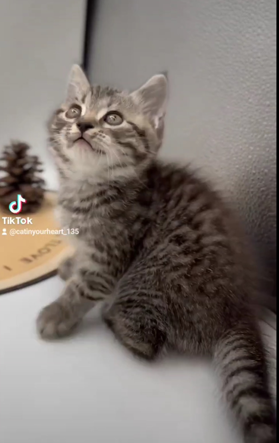 刻在你心底的貓／虎斑英國短毛貓