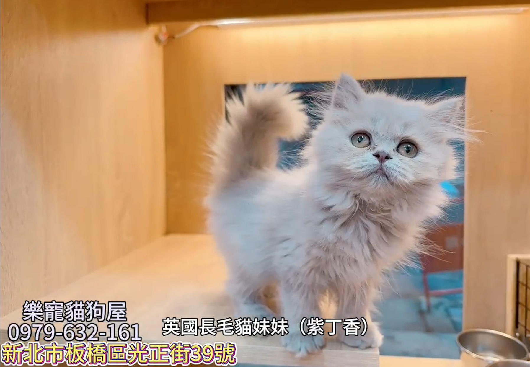 樂寵貓狗屋／紫丁香英國長毛貓