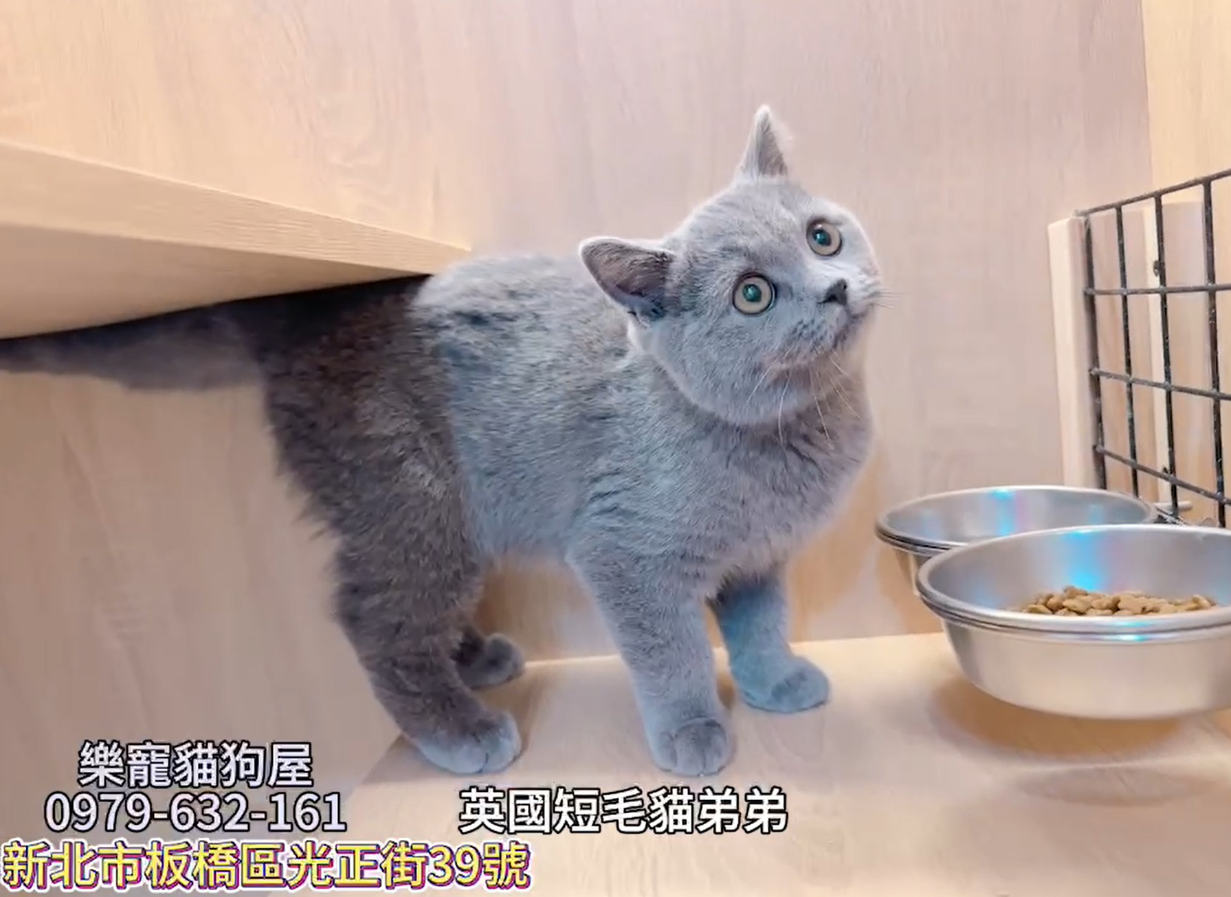 樂寵貓狗屋／藍色英國短毛貓