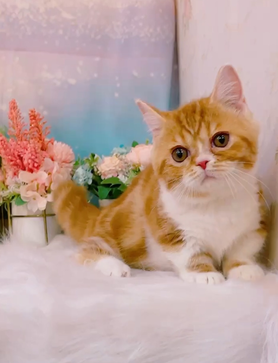 星光貓舍／橘白小步舞曲