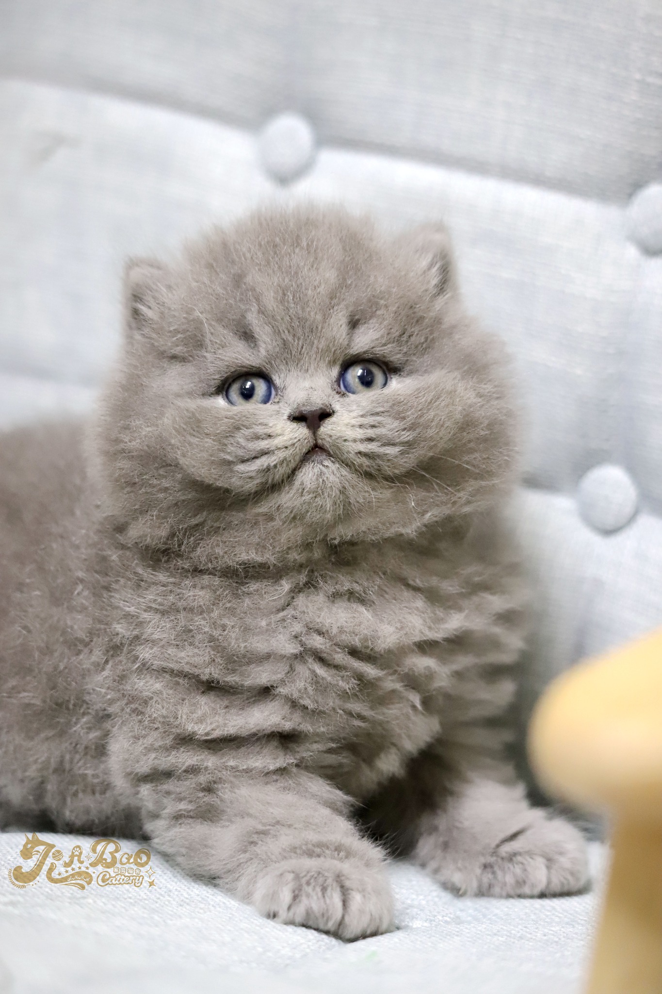 家寶寵物／藍色英國長毛貓
