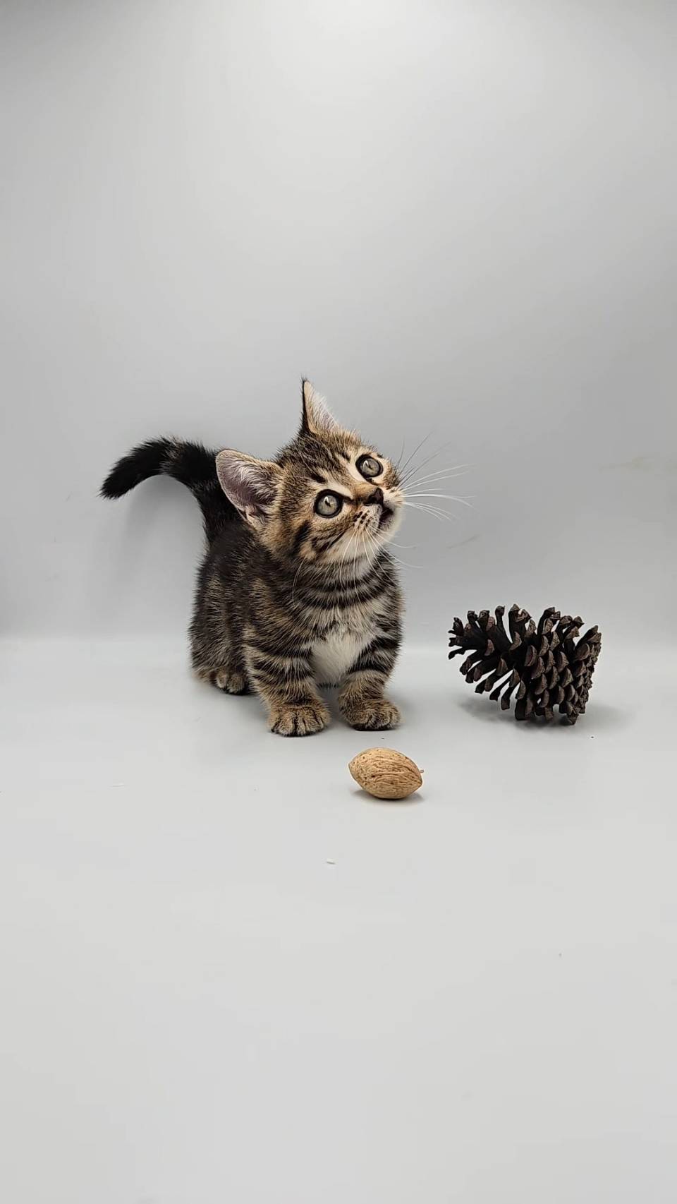 刻在你心底的貓／古銅色螺旋紋曼赤肯