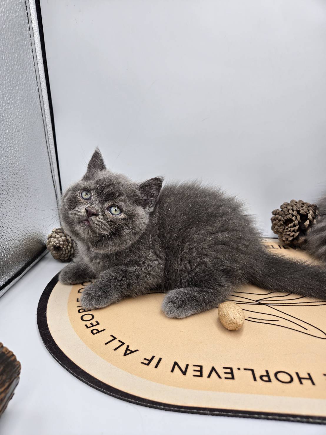 刻在你心底的貓／藍色英國短毛貓