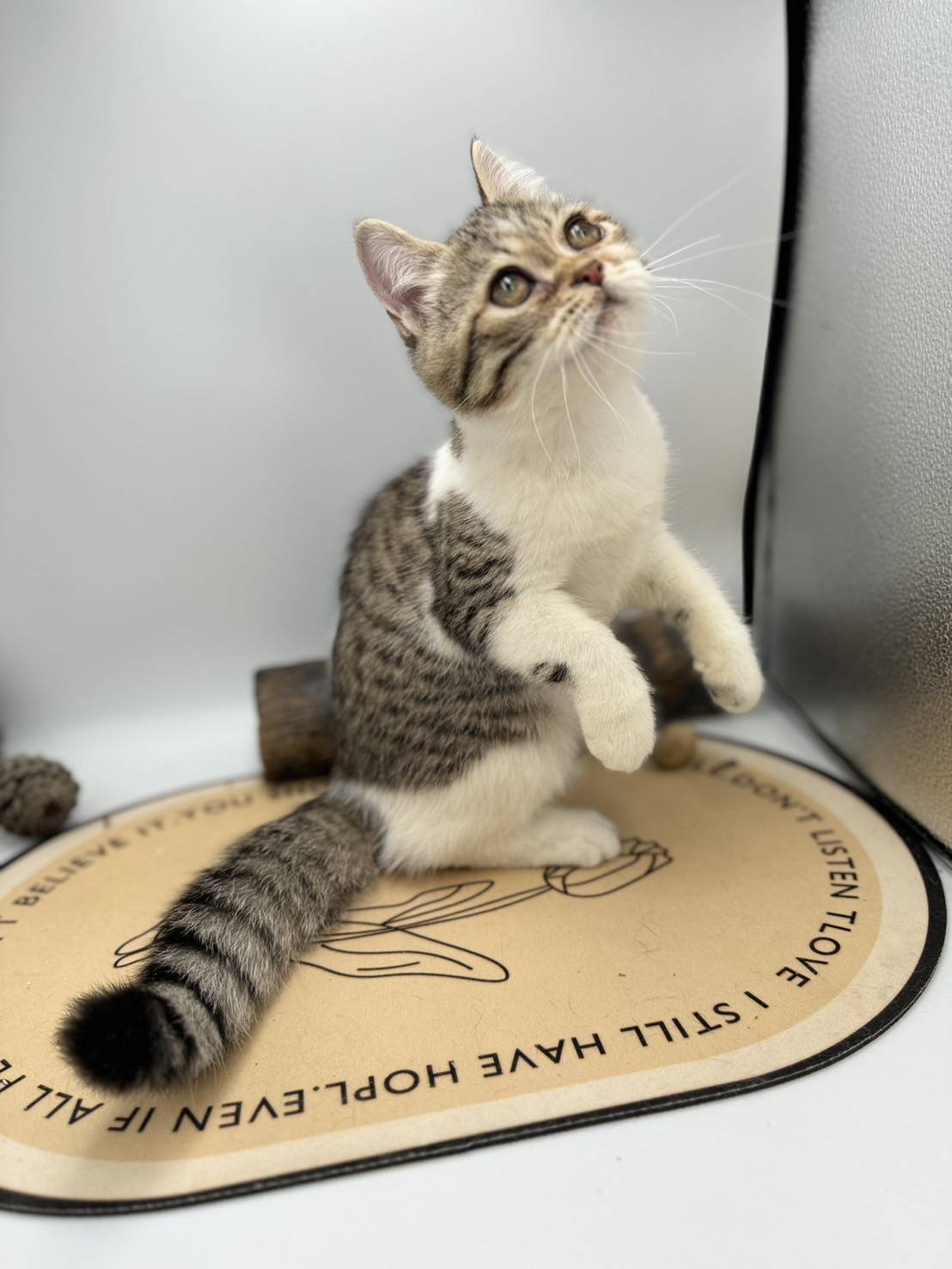 刻在你心底的貓／白底虎斑英國短毛貓