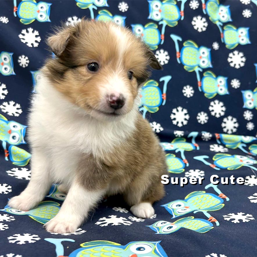 超可愛名犬社／喜樂蒂