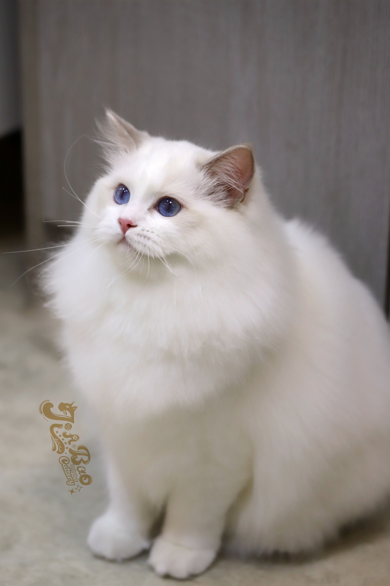 家寶寵物／藍山貓雙色布偶貓